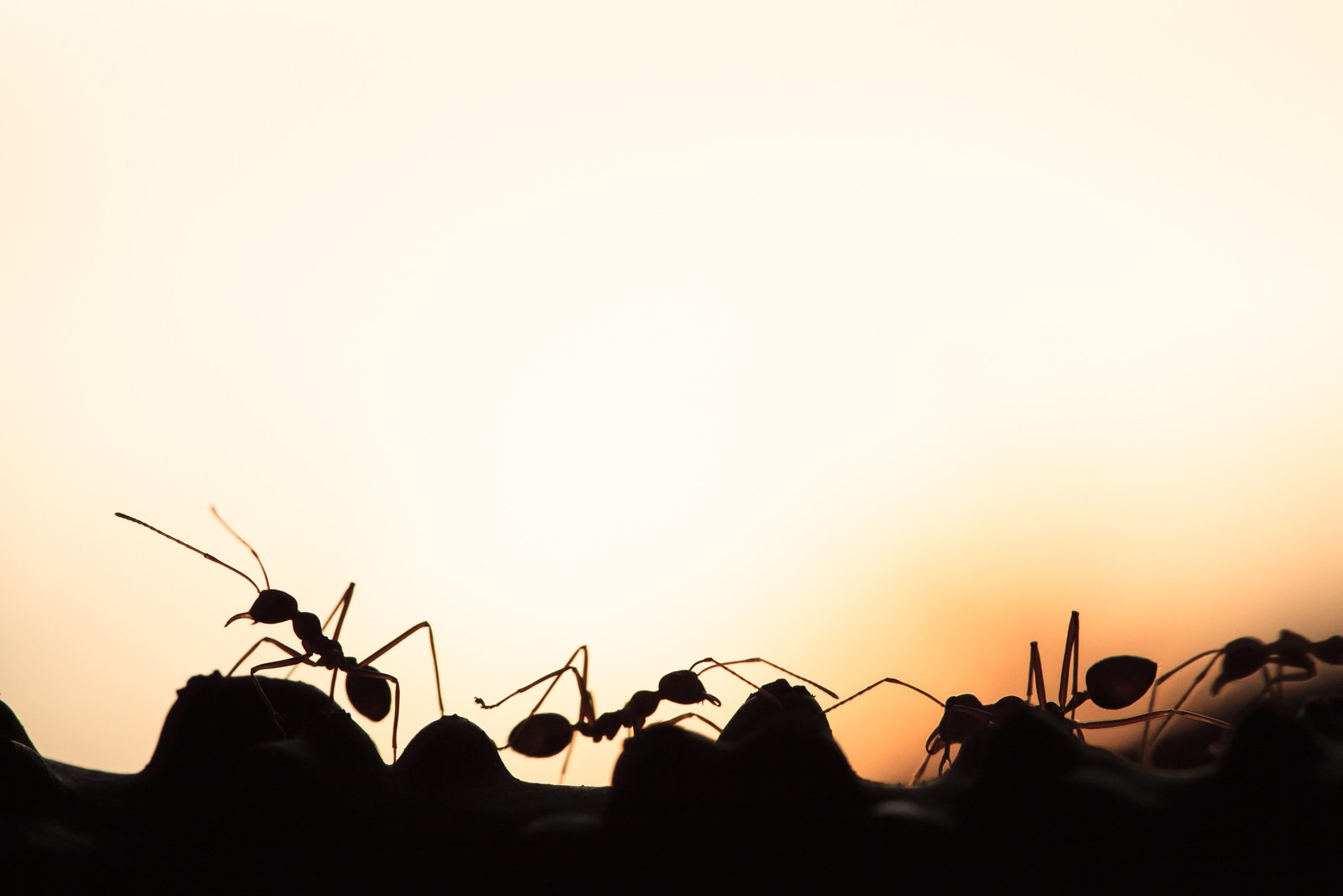 Weaver ants or green ants walking and transmit social signals on the branch.