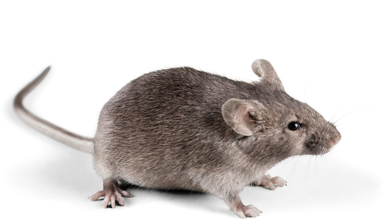 Mouse Cutout