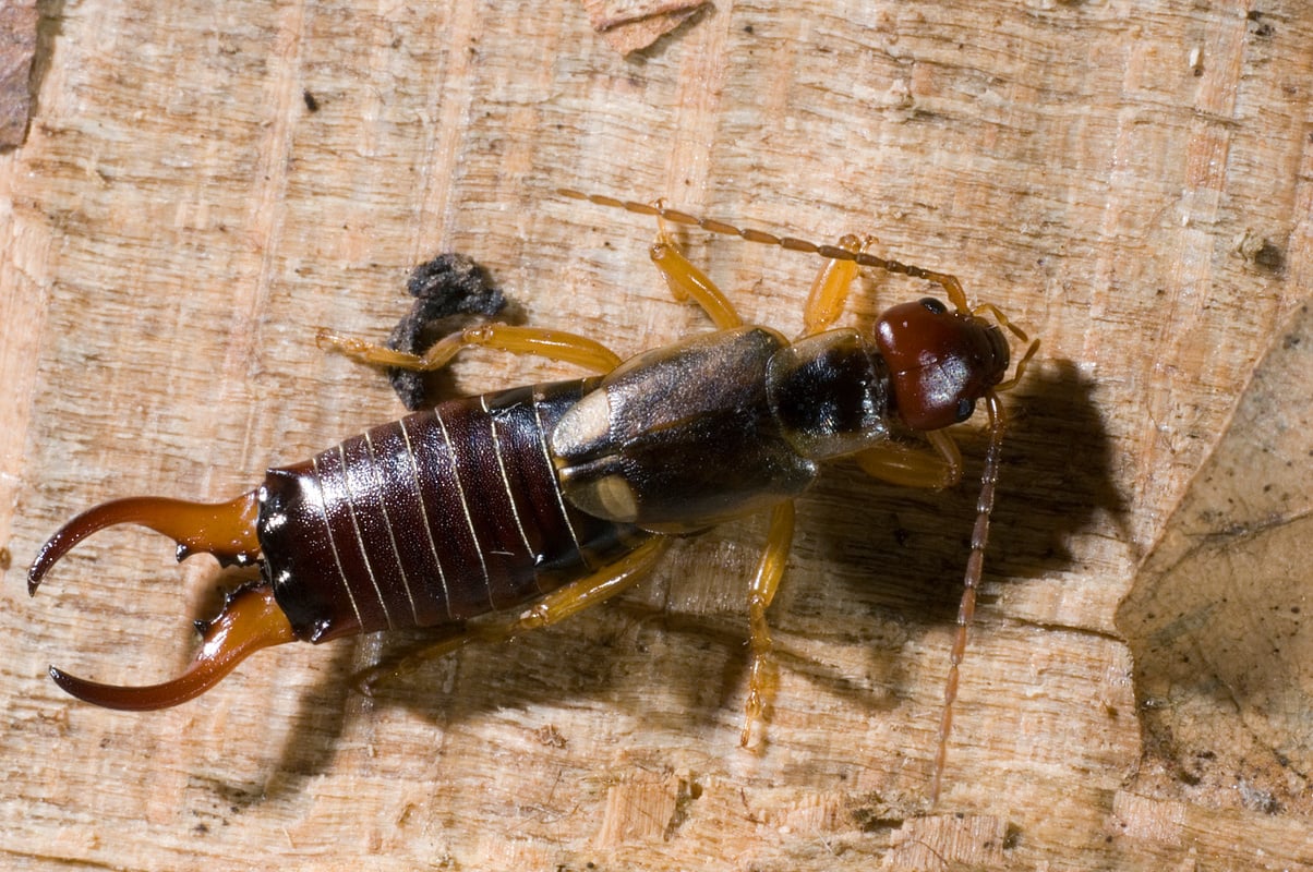 Common earwig